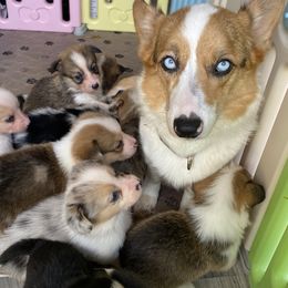 American Corgis and Pembroke Welsh Corgis from SoCal Native Corgis
