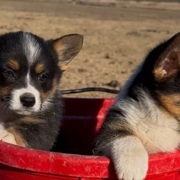 Pembroke Welsh Corgis from The Hallway Farm