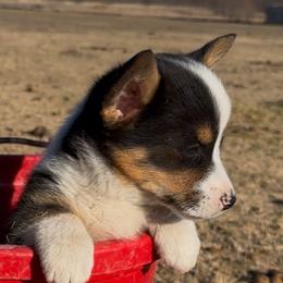 Pembroke Welsh Corgis from The Hallway Farm