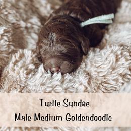 Spot 2 - Chocolate male Goldendoodle puppy in Redmond, Oregon from Bourbon and Lace Doodles