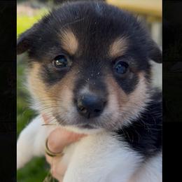 Half Baked - Black and white female American Corgi puppy in Waltham, Maine from Downeast Corgis