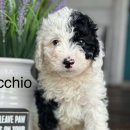 Pinocchio - Sheepadoodle puppy from Redcay's Mini Bernedoodles