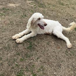 Opal 35lb - Cream female Poodle puppy in Tyler, Texas from Aukland’s Poms