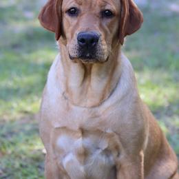Hayley - Yellow female Labrador Retriever puppy in Williston, Florida from Royal K Labradors