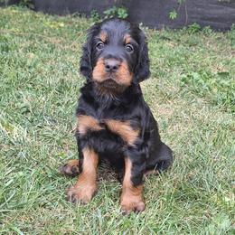 Gordon Setter puppies from Northernlights Gordon Setters
