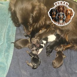 Gamora - Chocolate and cream female Dachshund puppy in Buckeye, Arizona from Duran Dachshunds