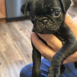 Pug Puppies from Loda's Pugs