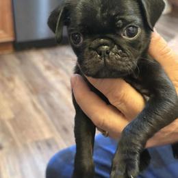 Pug Puppies from Loda's Pugs