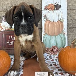 Mr. Blue Beau - Fawn male Boxer puppy in Stevensville, Montana from The Holistic Boxer