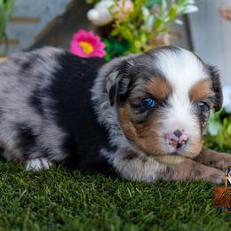 Cirrus - Blue merle male Miniature American Shepherd puppy in Granbury, Texas from Best Little Aussies