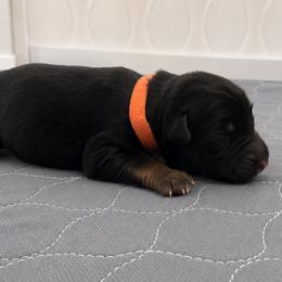 Ryleigh - Black and red female German Shepherd puppy in Big Rapids, Michigan from Misty Hills German Shepherds