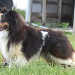 Mako - Shetland Sheepdog