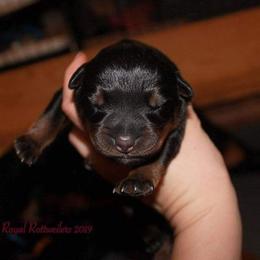 Rottweiler Puppies from C&C Royal Rottweilers