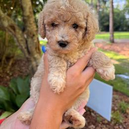 Girl cream - Cream female Goldendoodle puppy in Petal, Mississippi from Magnolia Doodles of Southern Miss