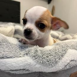 Kimmie - Red and white female Chihuahua puppy in Harlan, Iowa from Home Grown Chihuahuas From Iowa