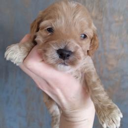 Cockapoo Puppies from Ouachita River Cockspoos