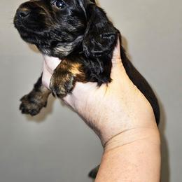 1 - Black and tan male Dachshund puppy in Lansing, Michigan from Black Thunder 517 Cane Corso and Dachshunds