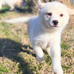 Comet - White Pomsky puppy in Kennewick, Washington from Nebula Ranch Pomskies