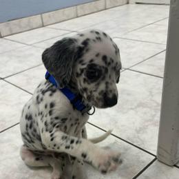 Carl - White and black male Dalmatian puppy in Fort Cavasos, Texas from Mainstreet Dalmation