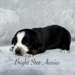 Yoorella - Black tri-color female Australian Shepherd puppy in Newton, Mississippi from Bright Star Aussies