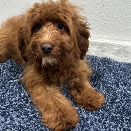 Fig - Red male Cockapoo puppy in Winnsboro, Texas from Happy Hollow Ranch