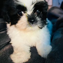 Boy 2 - Black and white male Shih Tzu puppy in Winston Salem, North Carolina from Jay&Ray Shih Tzu’s