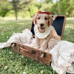Bonnie - Cream female Goldendoodle puppy in Ooltewah, Tennessee from Allison Family Doodles