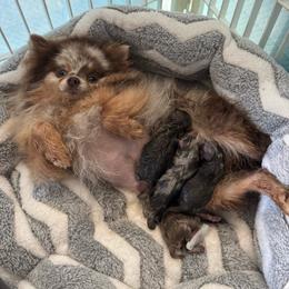 Lola - Pomeranian