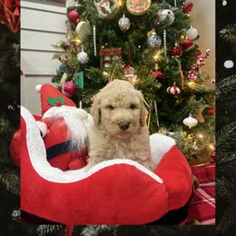 Boy 2 - Cream male Goldendoodle puppy in Cartersville, Georgia from Oodles of doodles nw ga