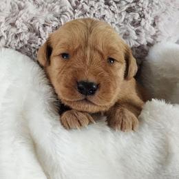 Green collar - Dark golden male Golden Retriever puppy in Boulder, Montana from Sharee's Golden Retrievers