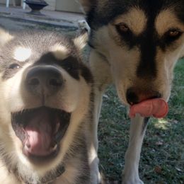 Alaskan Malamute Puppies from Sequoia Timber Malamutes