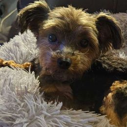Beth VIII - Yorkshire Terrier