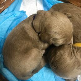 Goldendoodle Puppies from Da Ruba Doodles