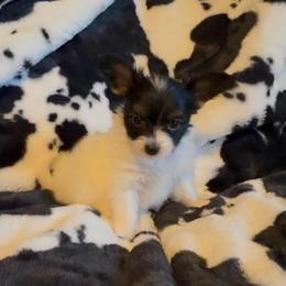 Clara - White black and tan female Papillon puppy in Howe, Oklahoma from Southern Sweet Papillons