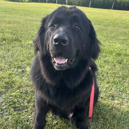 Olive Grace - Newfoundland