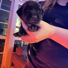 White- changed light- blue new collarcollar male - Black male Labrador Retriever puppy in Moore, Oklahoma from Okiehuntinboyz Labrador Retrievers