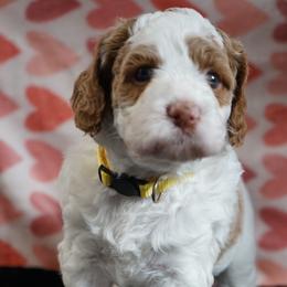Monica - Chalk female Australian Labradoodle puppy in Fontana, California from Glory Labradoodle’s
