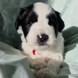 Reed - Parti male Miniature Schnauzer puppy in Clifton, Colorado from Western Slope Labradoodles and Mini Schnauzers