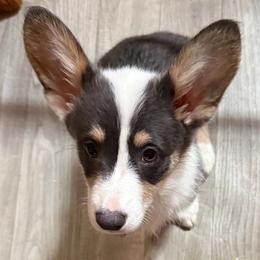Australian Shepherd and Companion Cross All Grown Up from RussKris Farms Aussies & Corgis