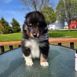 Tri Girl - Black white and tan female Shetland Sheepdog puppy in Lenox, Iowa from Crossroad shelties