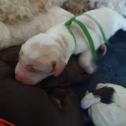 TBD - Cream male Australian Labradoodle puppy in Atascadero, California from Classic Poodles and Doodles