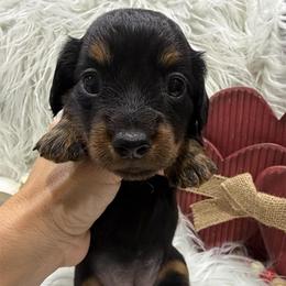 2800 AKC - Black and Tan - Black and tan female Dachshund puppy in Cottonwood, California from Circle C Farm
