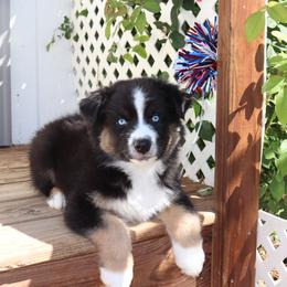 Forest - Black tri-color male Australian Shepherd puppy in Colorado from Firestone Australian Shepherds