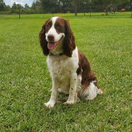 Mylee - English Springer Spaniel
