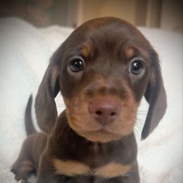 Bilbo Baggins - Chocolate and tan male Dachshund puppy in Boerne, Texas from Maravillas Dachshunds LLC