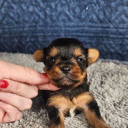 Pup 2 - Black and tan male Yorkshire Terrier puppy in Polk City, Florida from Yorkies by Casey