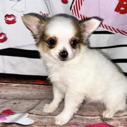 Jolly - Sable spotted white male Chihuahua puppy in Palmyra, Indiana from Country Star Chihuahuas