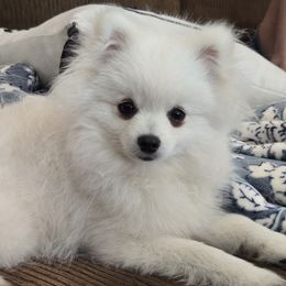 Buddy - Pomeranian