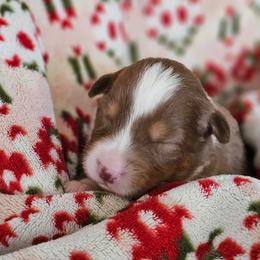 Cinnamon girl 4 - Red tri-color female Australian Shepherd puppy in Tehachapi, California from Astralvale Aussies