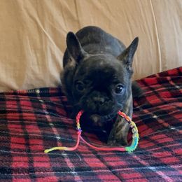 Boston Terrier and French Bulldog Puppies from High Plains Bullies